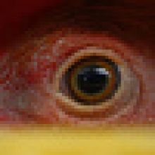 Veterináři musí kvůli ptačí chřipce v Blatné zlikvidovat přibližně 13.000 kachen