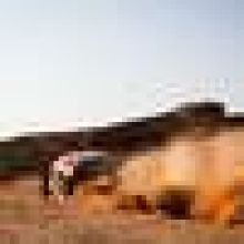 Prokop byl na Dakaru opět třetí a posunul se do elitní desítky