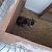 Exotická koza se po týdnech toulání našla ve sklepě paneláku v Jeseníku