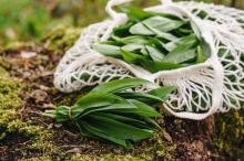 Začíná sezóna medvědího česneku. Při sběru ale hrozí nebezpečná záměna s jedovatými rostlinami