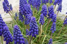 KVÍZ: Jaro se blíží! Poznáte všechny květiny, které zdobí parky a louky?