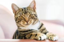 Nenápadná hrozba pro každou kočku. Spolykané chlupy mohou způsobit vážné ucpání střev