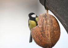 Průzkum: Kladný vztah k ptákům má více než polovina Čechů, populární je sýkorka