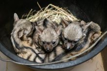 Mimořádný úspěch ve Dvoře Králové. Safari park slaví narození vzácných hyenek