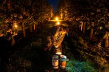 „Výhledy jsou šílené.“ Dřívější konec zimy znamená radikální změny pro české ovoce