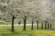 Mrazivá předpověď pro tento týden nepřeje ovocnářům