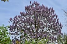 Chcete stín bez čekání? Tento „zázračný“ strom vyroste o 3 metry ročně, ale má i temnou stránku