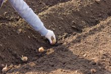 Co sít a sázet v dubnu: Tyto plodiny zvládnou chlad a rychle rostou