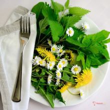 Žluté zlato na talíři: Jak proměnit pampelišky v luxusní med a jarní polévku