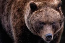 Medvídě, které matka při útěku před cyklisty opustila, skončilo v bojnické zoo