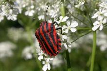 KVÍZ: Zapomeňte na brouka Pytlíka. Poznáte brouky, které můžete potkat v české přírodě?