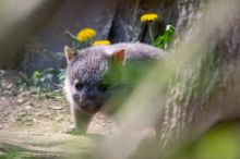 Mládě vombata z pražské zoo je samička, dostala jméno Barunga