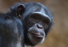 Podle vědců si lidoopi pamatují tváře a mění názory podle nových informací