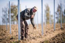 U Utína na Havlíčkobrodsku je nová vinice, majitelé budou hrozny sami zpracovávat