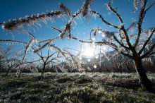 Mrazy v noci na čtvrtek nám způsobily škody za stovky milionů korun, tvrdí ovocnáři