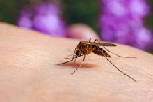 Chováte doma vlastní komáry? Vyhněte se mýtům a zjistěte, jak s komáry zatočit