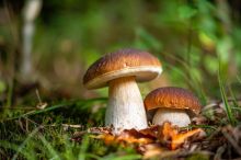 KVÍZ: Holubinku a muchomůrku zná každý. Poznáte ale další houby, které do košíků nepatří?