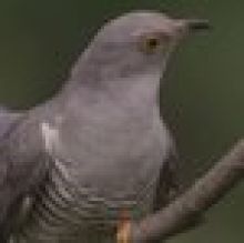 Parazit jménem Kukačka na Prima ZOOM