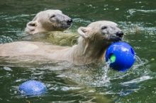 Nové lední medvědice si v Zoo Brno rychle zvykají, lidé je uvidí v sobotu