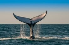 Na dně Indického oceánu vědci objevili 1200 kilometrů dlouhé pohřebiště velryb
