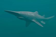 Poprvé se podařilo natočit žraloka šotka. Jde o živoucí fosílii z dob dinosaurů