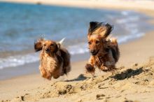 Nová evidence psů začíná. Veterináři stanovili povinnosti chovatelů