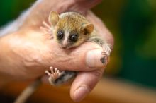 Okatá vzácnost. Safari Park ve Dvoře Králové má mládě raritního makiho