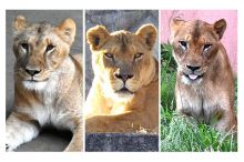 Tragédie v zoo: vedro zabilo tři lvice. Další zvířata bojují o život