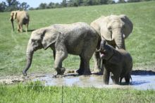 Zlínská zoo přišla o slonici, nepodařilo se ji probudit z anestezie